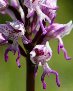 orchidpicture