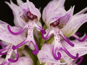 orchidpicture1