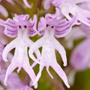 orchidpicture2