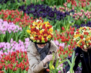 tulip day in holland