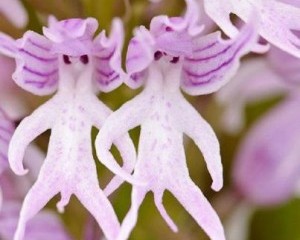 GOOD AFTERNOON TRI-CITIES… JUST FOR FUN CHECK THIS OUT…AN ORCHID FLOWER NAMED ….(Orchis Italica). Hanging Naked Men…..beautiful…